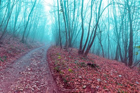  Il sentiero nella nebbia! Un capolavoro di mistero e suspense atmosfere che affondano nel cuore della notte